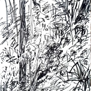 Main Creek Running Through Greens Bush