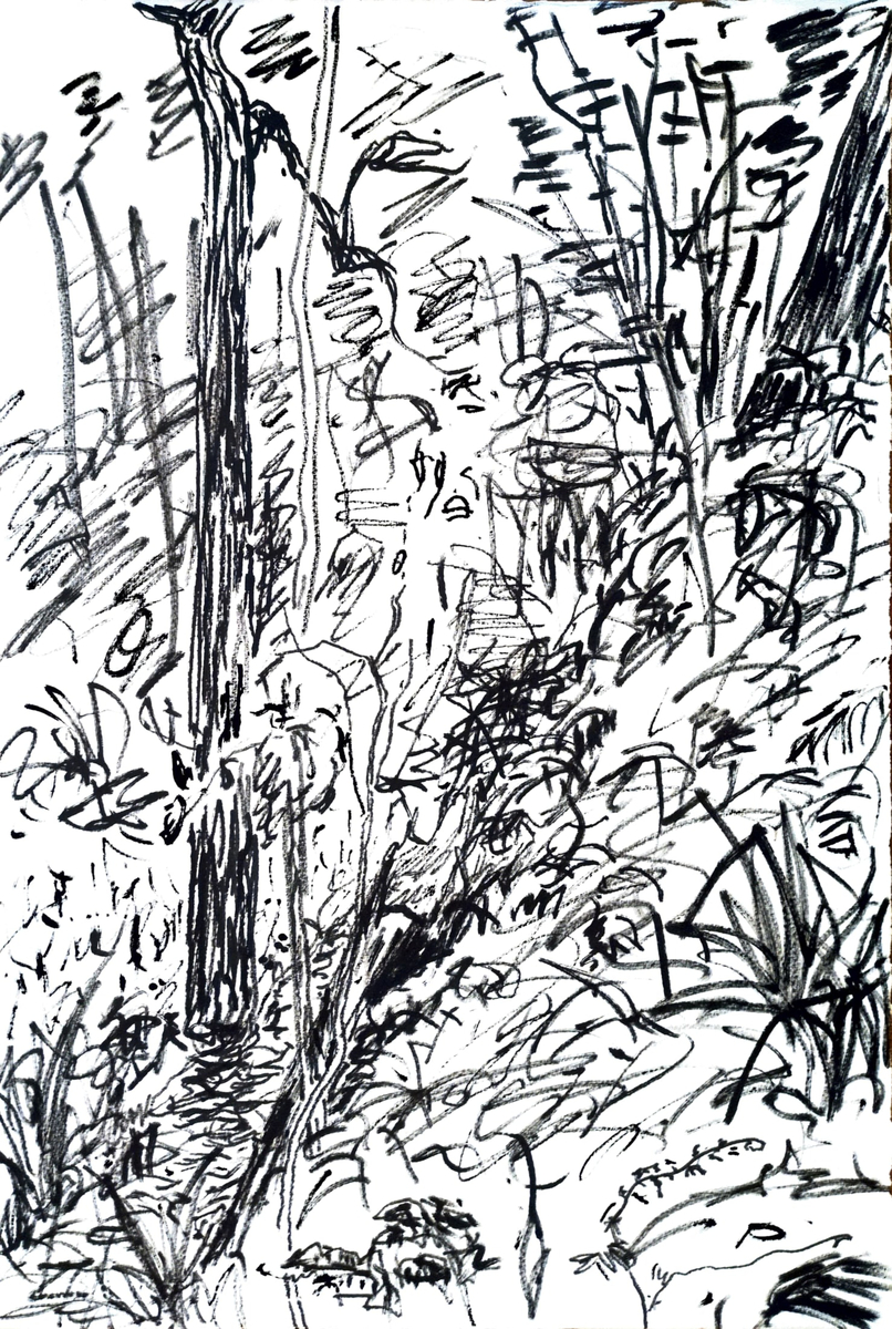 Main Creek Running Through Greens Bush