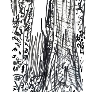 Two Trunks - Sherbrooke