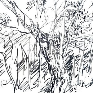 Black Hill - Gnarly Eucalypt