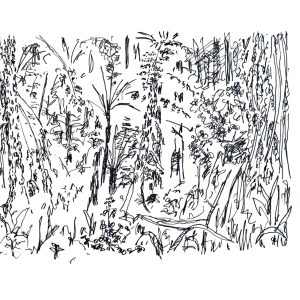 Tree Fern Tangle