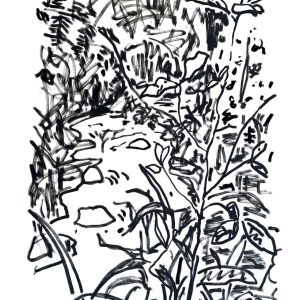 Baldrys Circuit - Greens Bush